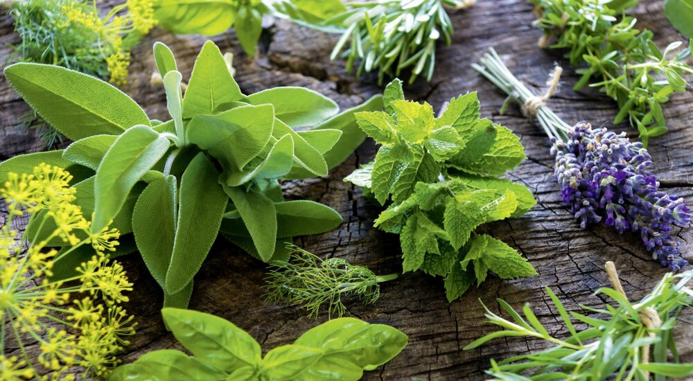 Exploring Herbal Medicine: Unlocking the Benefits of Plants